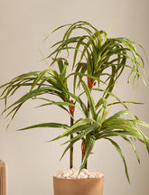 Alamkari India Fabric & Plastic Artificial Dracaena Plant in Black Pot (90 cm)